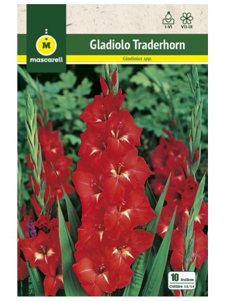 Gladiolo Traderhorn