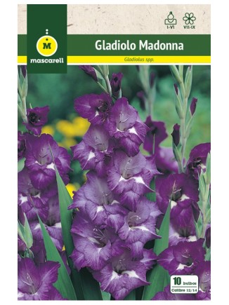 Gladiolo Madonna