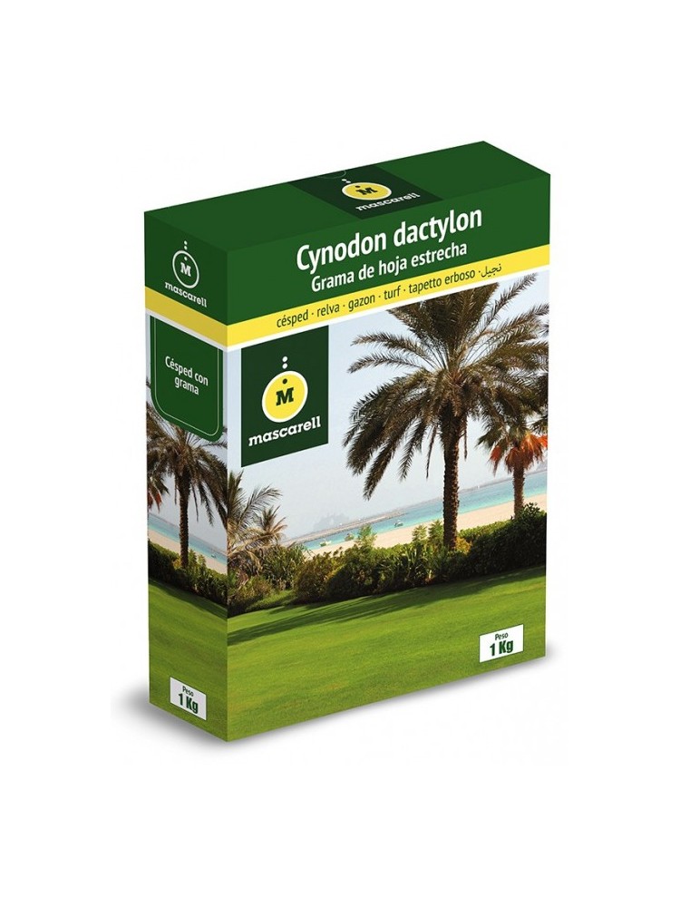 Semilla de Grama de Hoja Estrecha Cynodon Dactylon 250g Semilla de Grama de Hoja Estrecha Cynodon Dactylon 250g