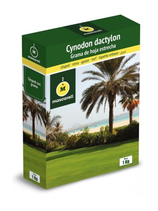 Semilla de Grama de Hoja Estrecha Cynodon Dactylon 250g