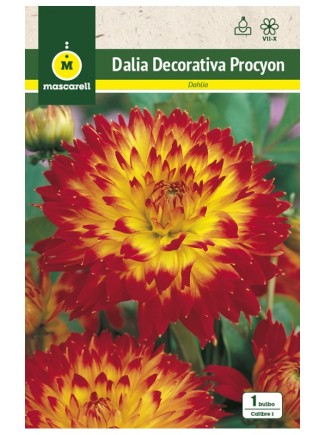 Dalia Procyon