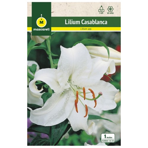 Lilium Casablanca