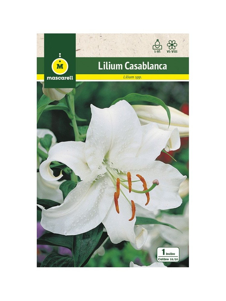 Lilium Casablanca