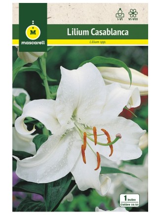 Lilium Casablanca