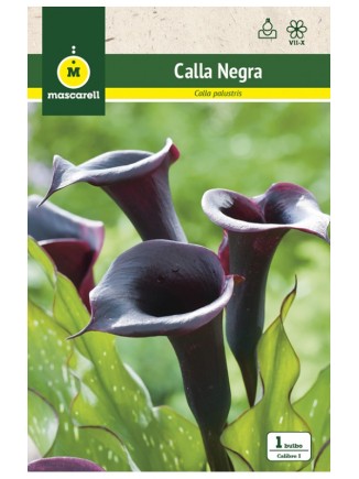 Calla Negra