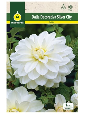 Dalia Silver City