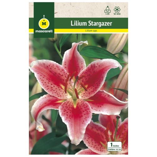 Lilium Stargazer