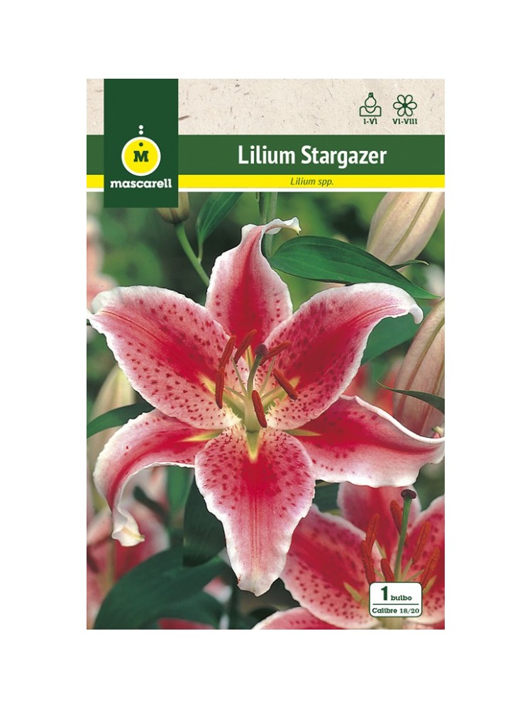 Lilium Stargazer