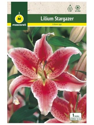 Lilium Stargazer