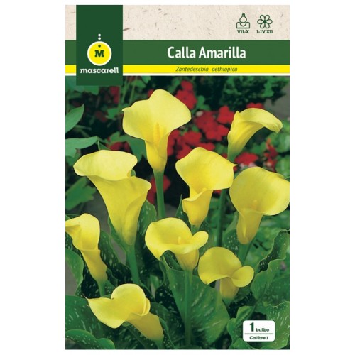 Calla Amarilla