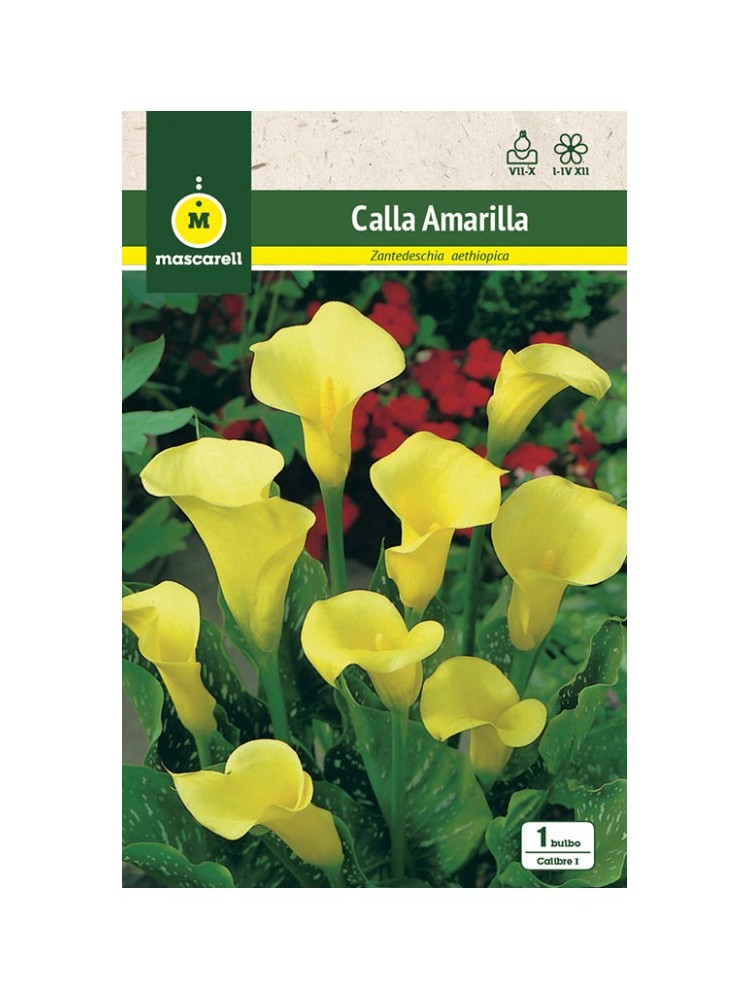 Calla Amarilla