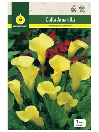 Calla Amarilla