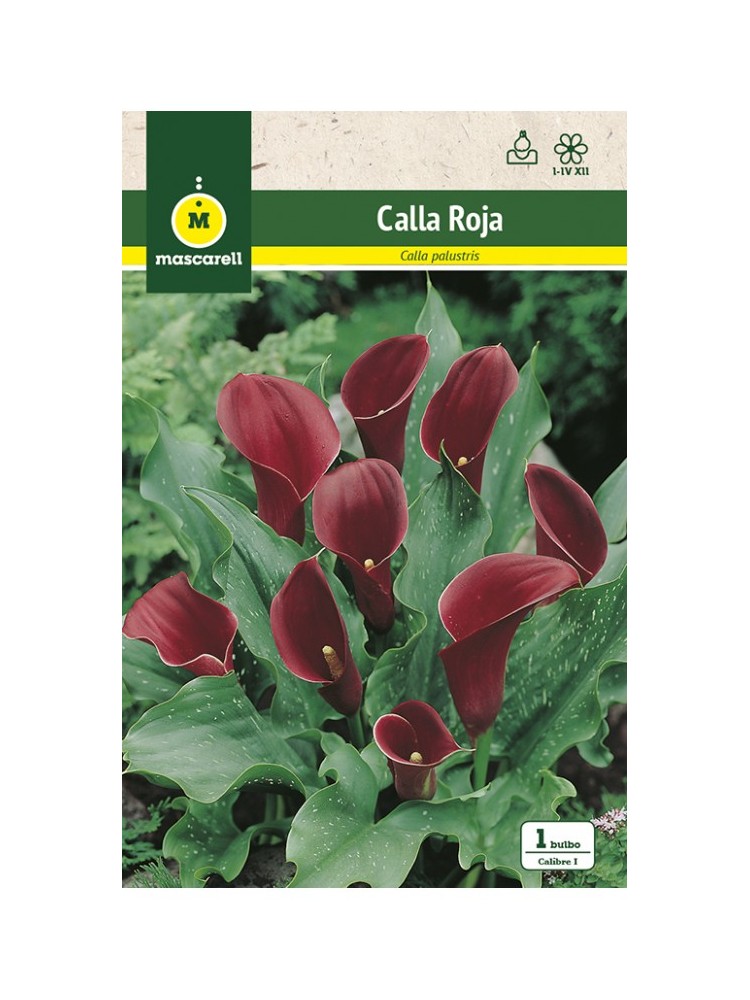 Calla Roja