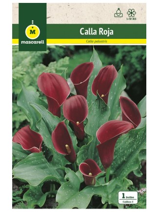 Calla Roja