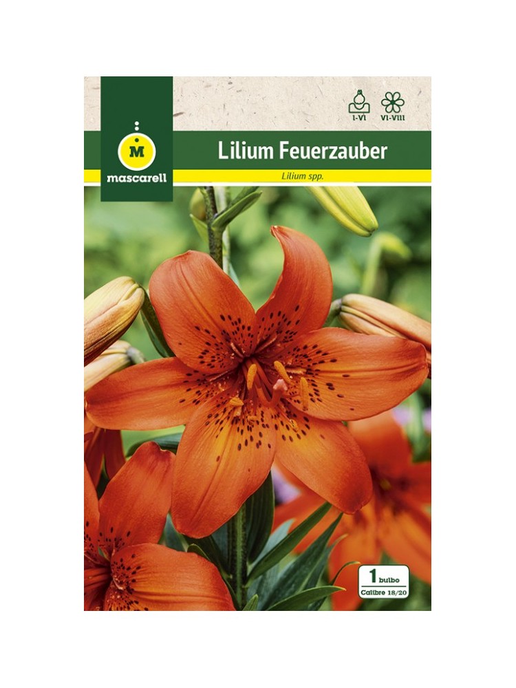 Lilium Feuerzauner