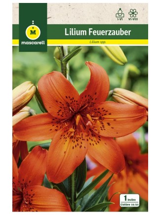 Lilium Feuerzauner