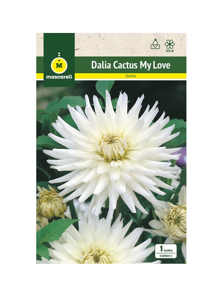 Dalia Cactus My Love