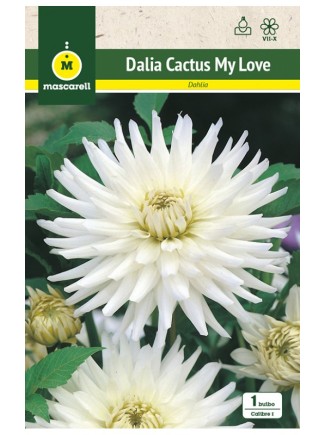 Dalia Cactus My Love