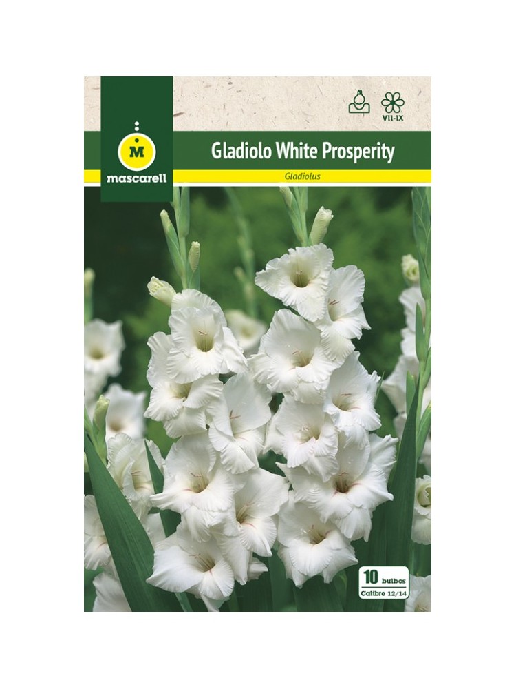 Gladiolo White Prosperity