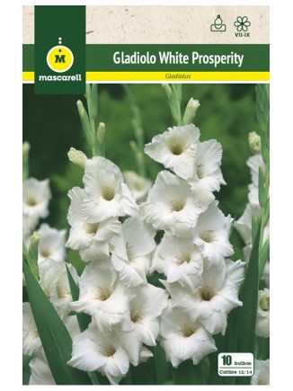 Gladiolo White Prosperity