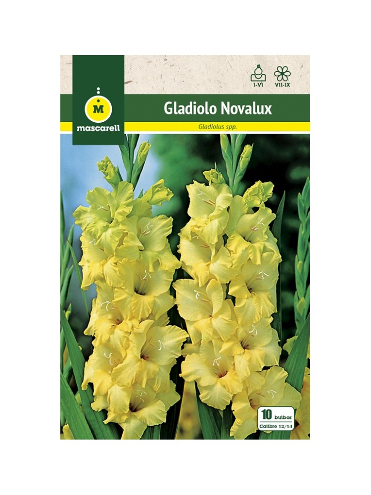 Gladiolo Novalux