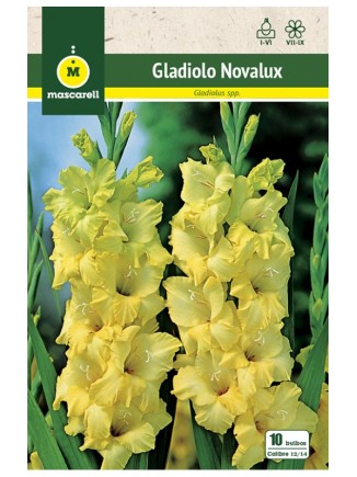 Gladiolo Novalux