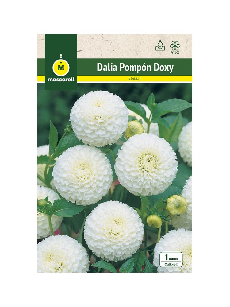 Dalia Pompon Doxy