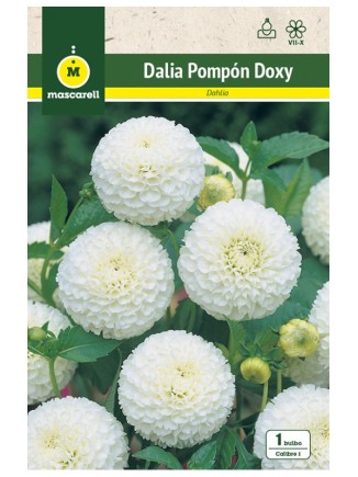 Dalia Pompon Doxy