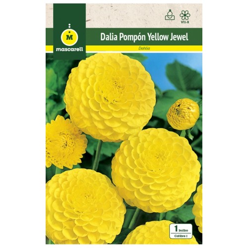 Dalia Pompon Yellow Jewel