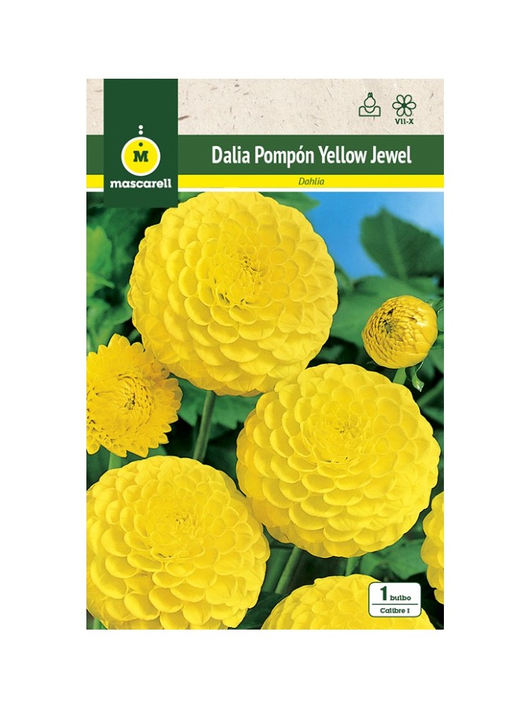 Dalia Pompon Yellow Jewel