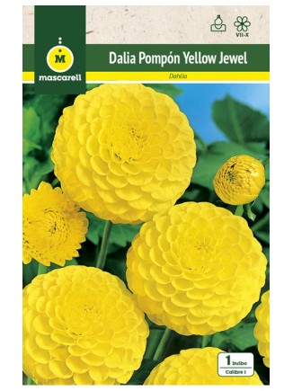 Dalia Pompon Yellow Jewel