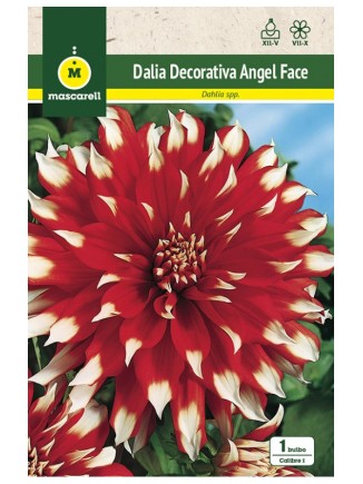 Dalia Decorativa Angel Face