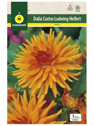 Dalia Cactus Ludwing