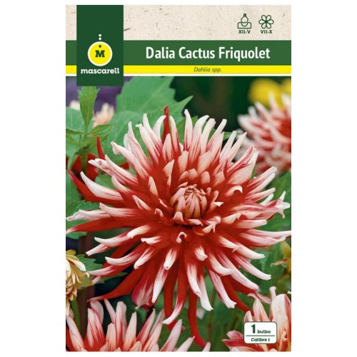 Dalia Cactus Friquolet