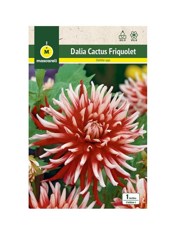 Dalia Cactus Friquolet