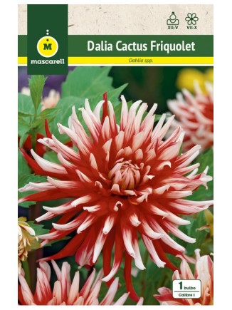 Dalia Cactus Friquolet