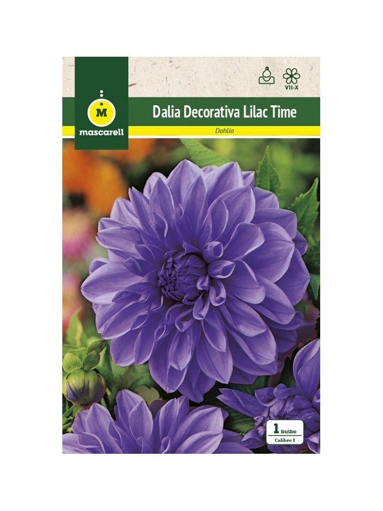 Dalia Lilac Time