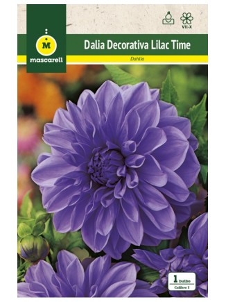 Dalia Lilac Time