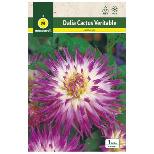 Dalia Cactus Veritable