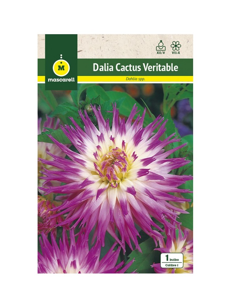 Dalia Cactus Veritable