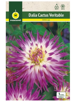 Dalia Cactus Veritable