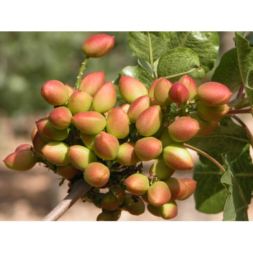 Comprar planta frutal Pistacho - Animales y Huerto