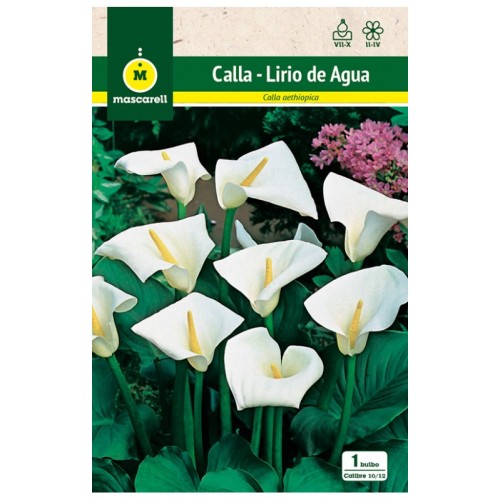 Calla - Lirio de Agua