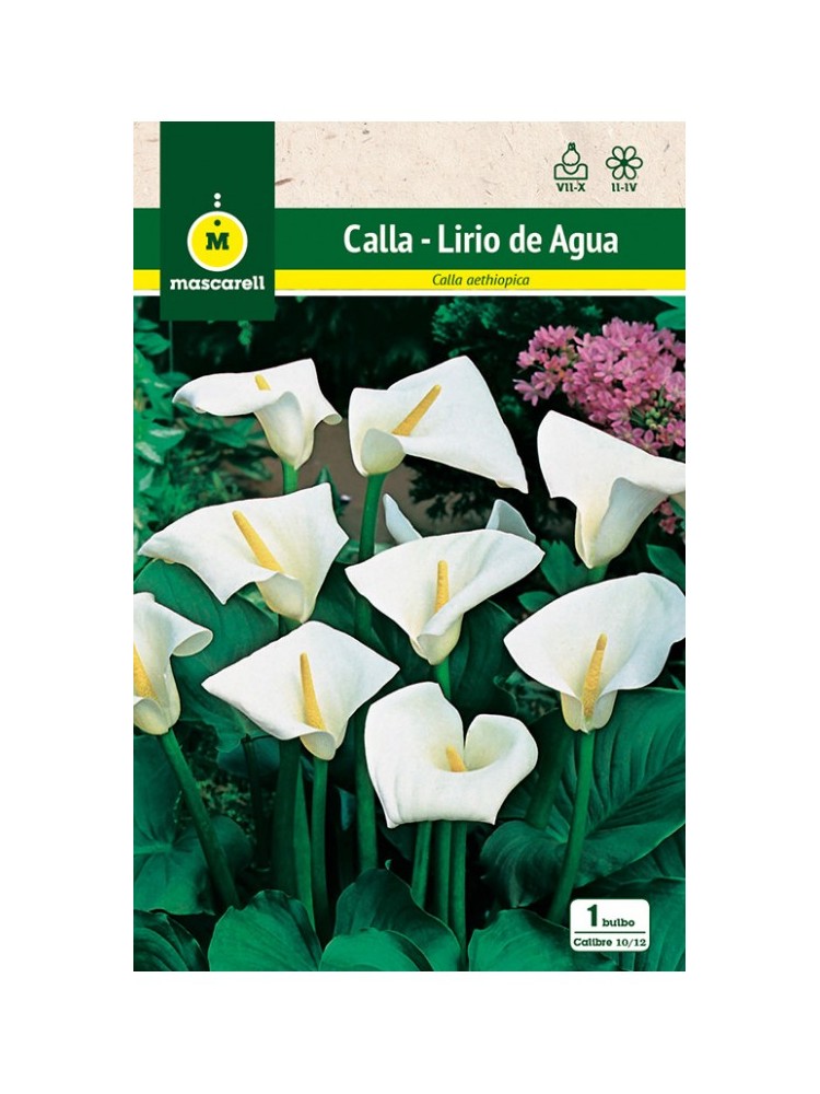 Calla - Lirio de Agua