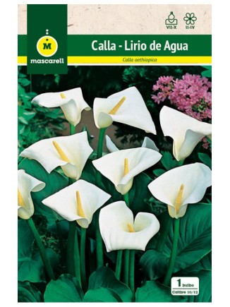 Calla - Lirio de Agua