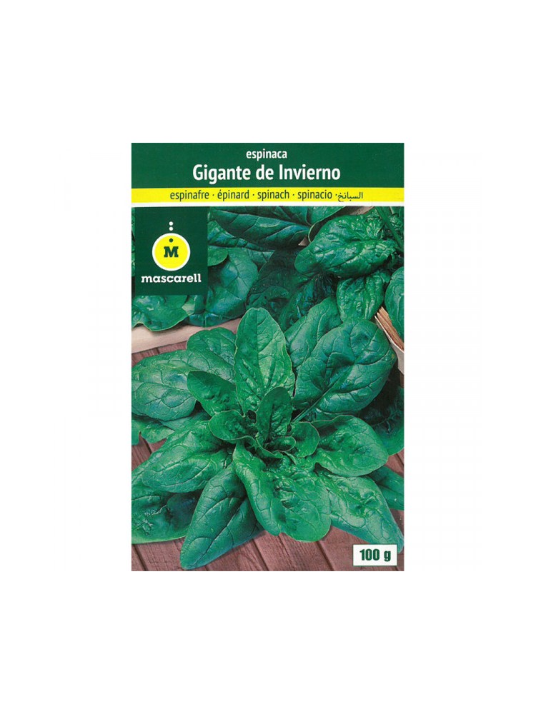 Semillas de Espinaca Gigante de invierno 100g Semillas de Espinaca Gigante de invierno 100g
