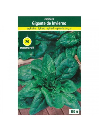 Semillas de Espinaca Gigante de invierno 100g