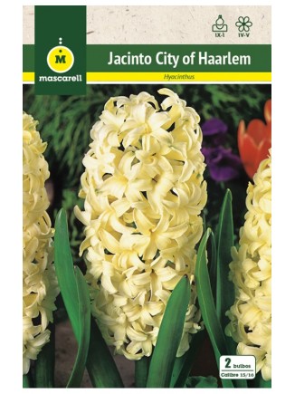 Jacinto City of Harlem