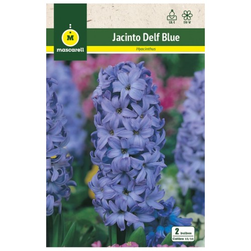 Jacinto Delf Blue