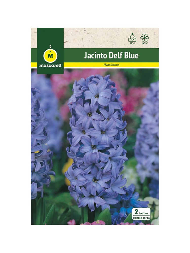 Jacinto Delf Blue
